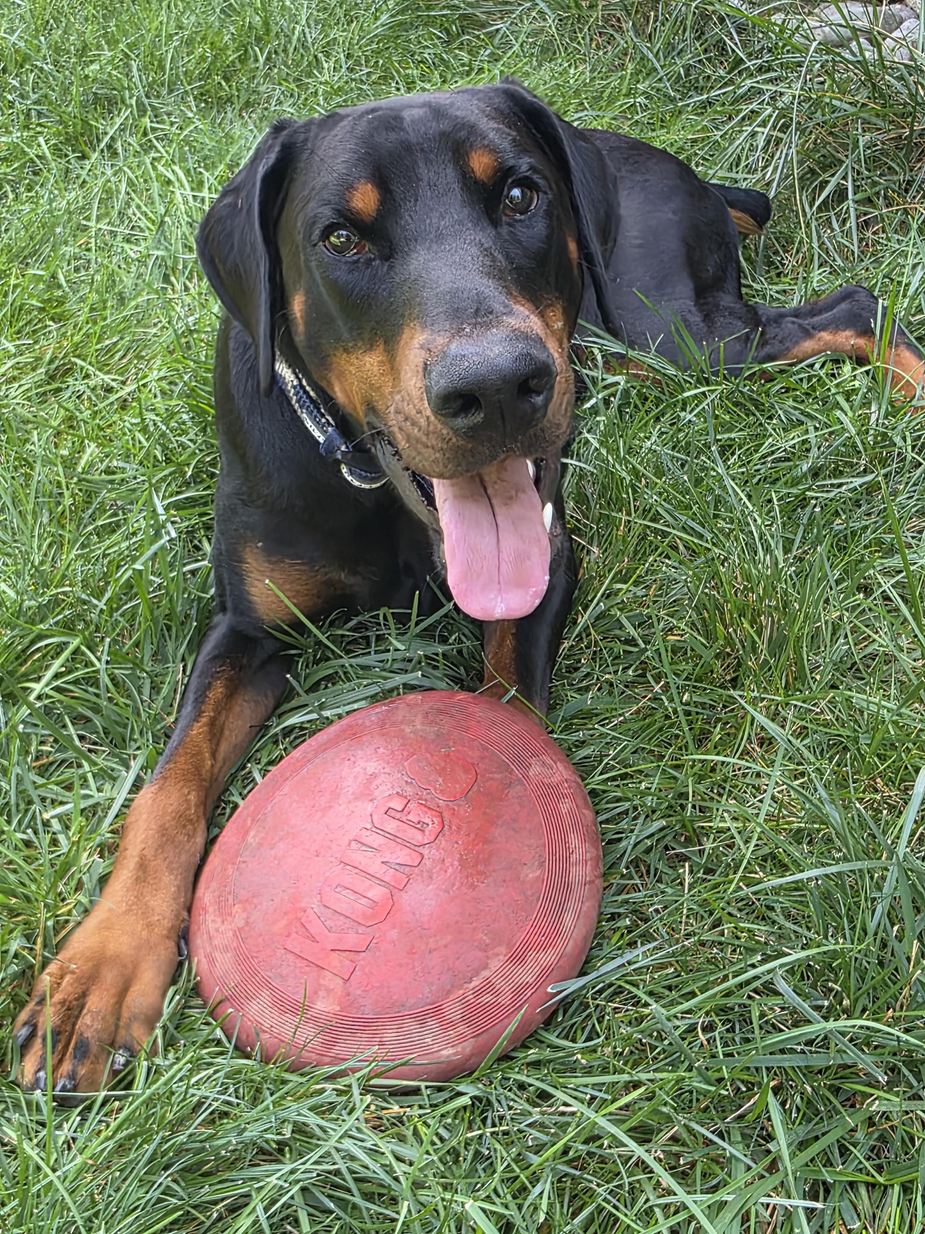 Cooper, ADOPTABLE, Young Male Doberman Pinscher.