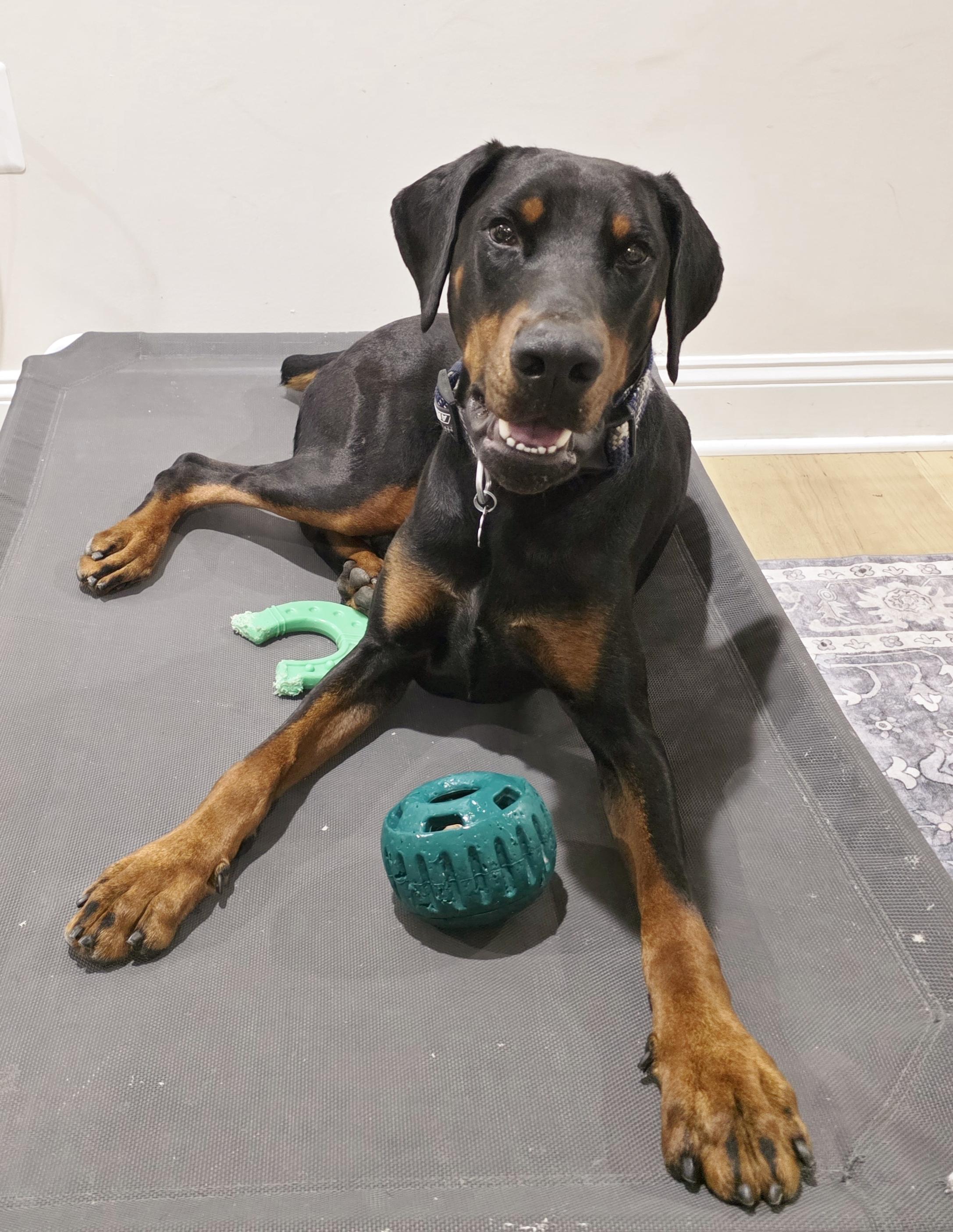 Enlarge Cooper, a ADOPTABLE Doberman Pinscher in Arlington, VA image 5/6