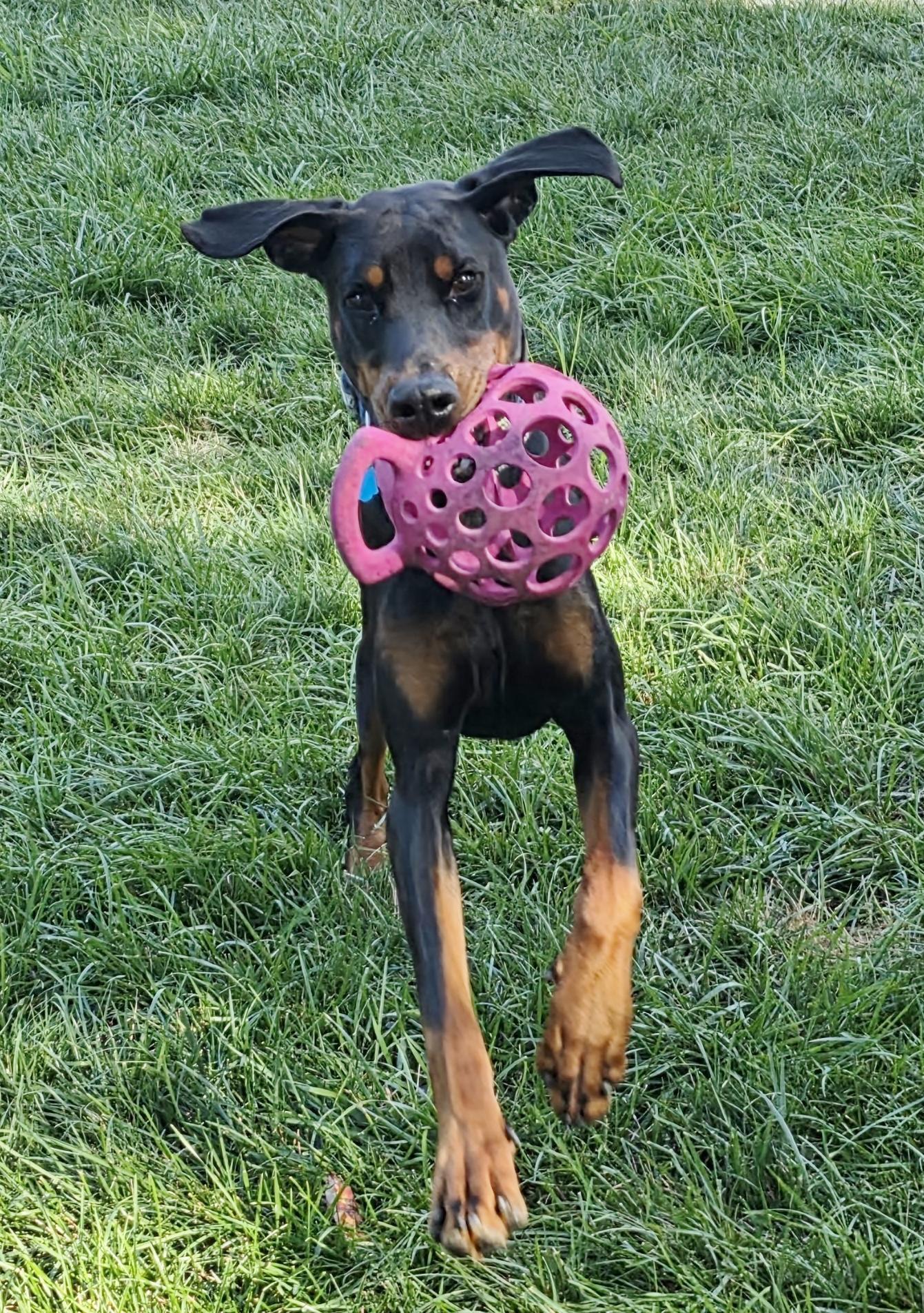 Enlarge Cooper, a ADOPTABLE Doberman Pinscher in Arlington, VA image 6/6