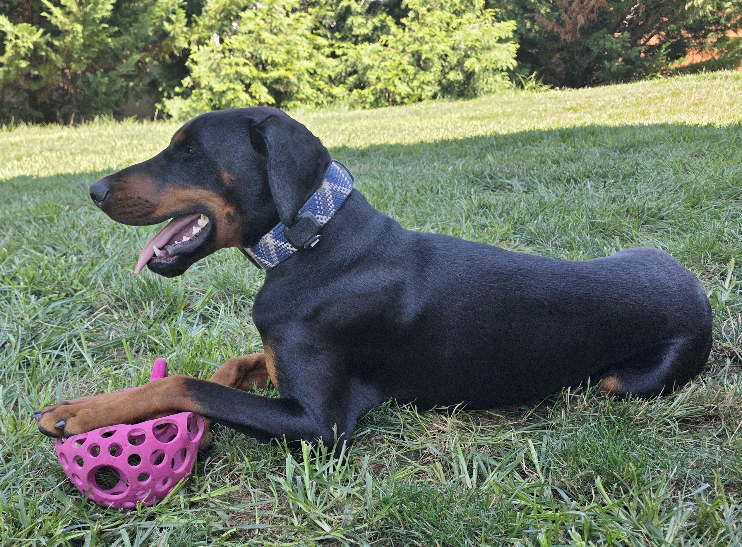 Enlarge Cooper, a ADOPTABLE Doberman Pinscher in Arlington, VA image 2/6