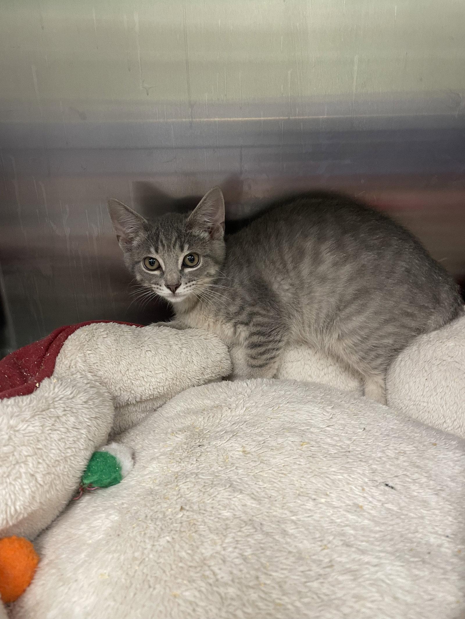 Penne, Adoptable, Kitten Male Tabby & Domestic Short Hair.