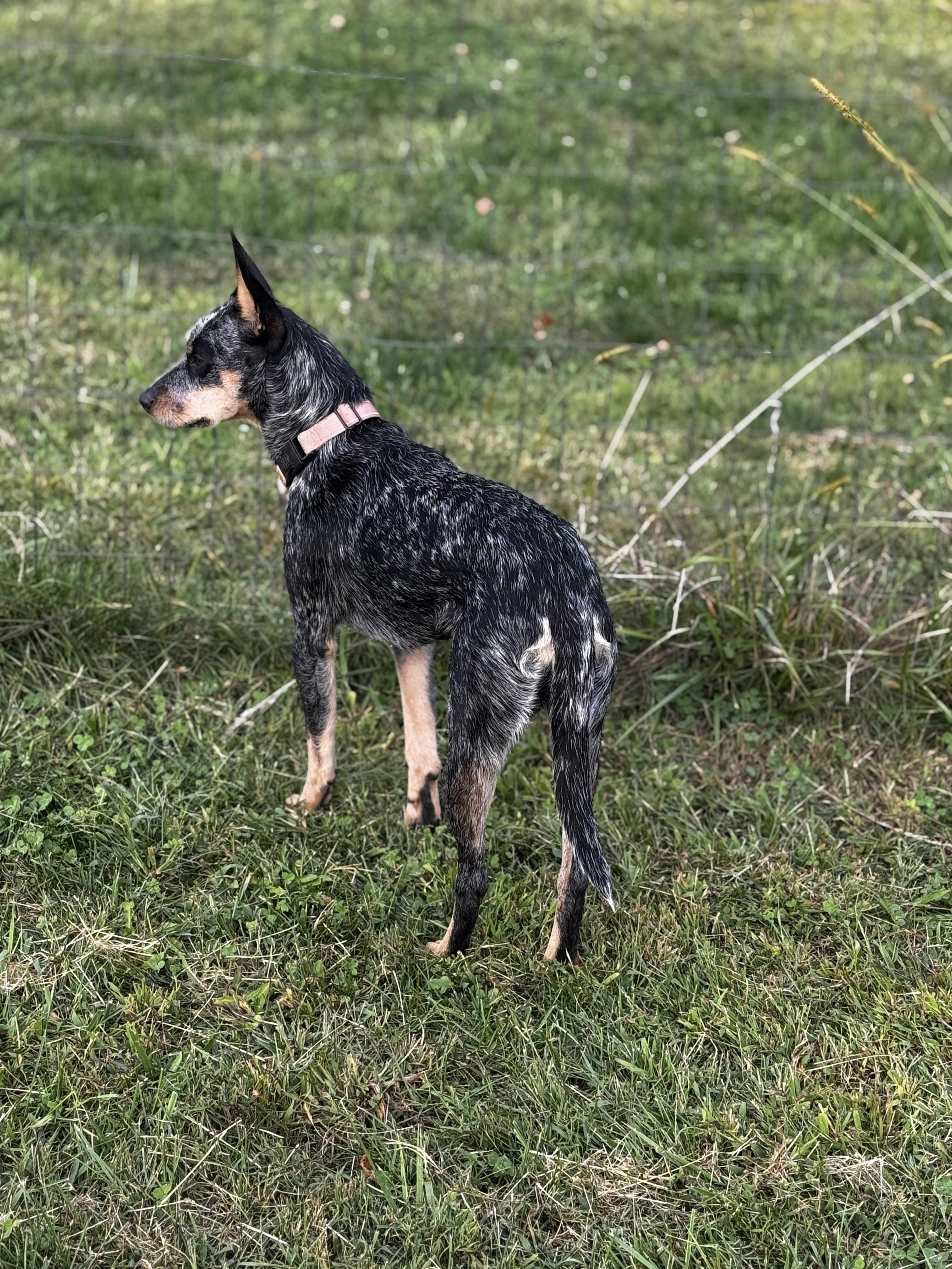 Nutmeg, Adoptable, Young Female Australian Cattle Dog / Blue Heeler.