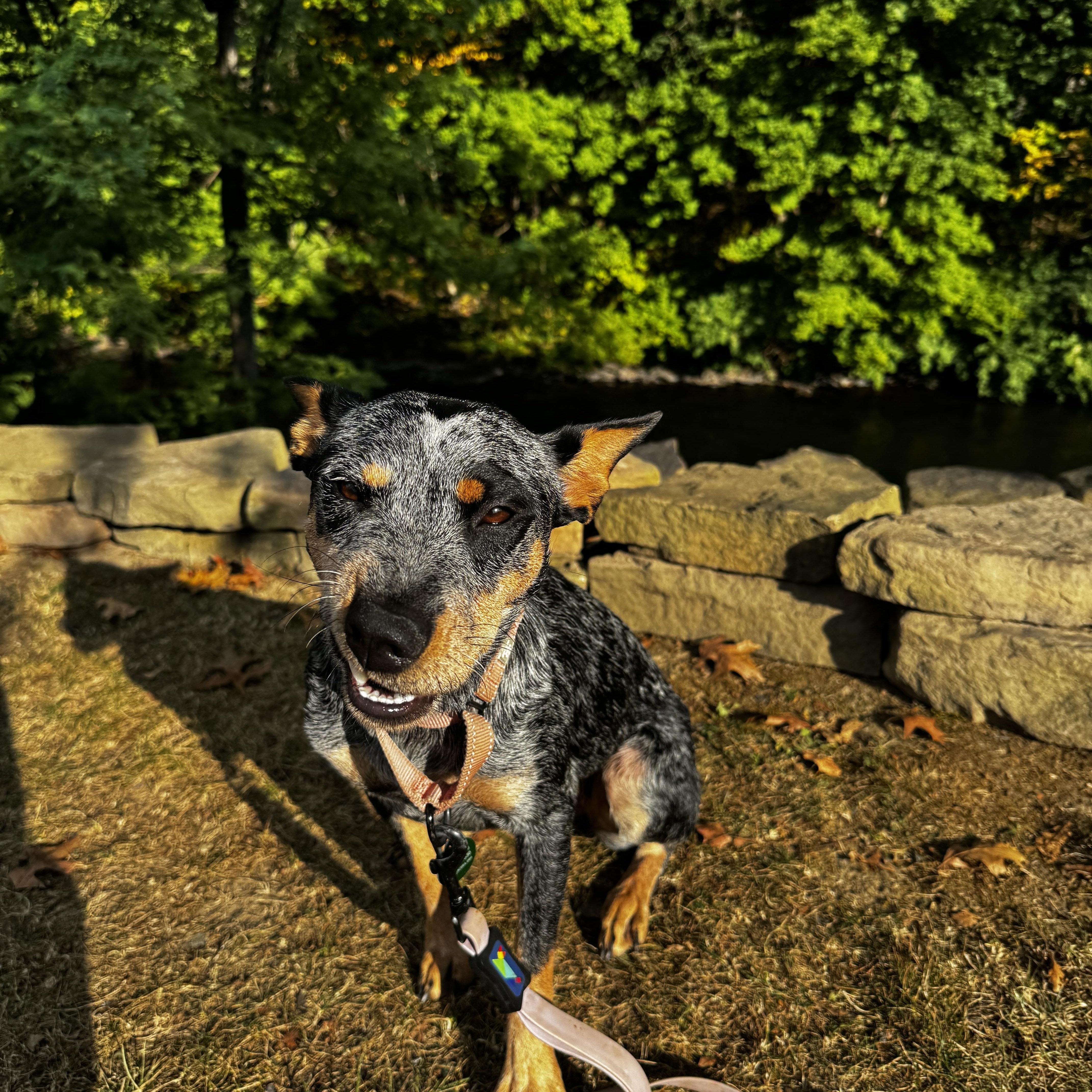 Nutmeg, a Adoptable Australian Cattle Dog / Blue Heeler in Belvidere, NJ image 2/4