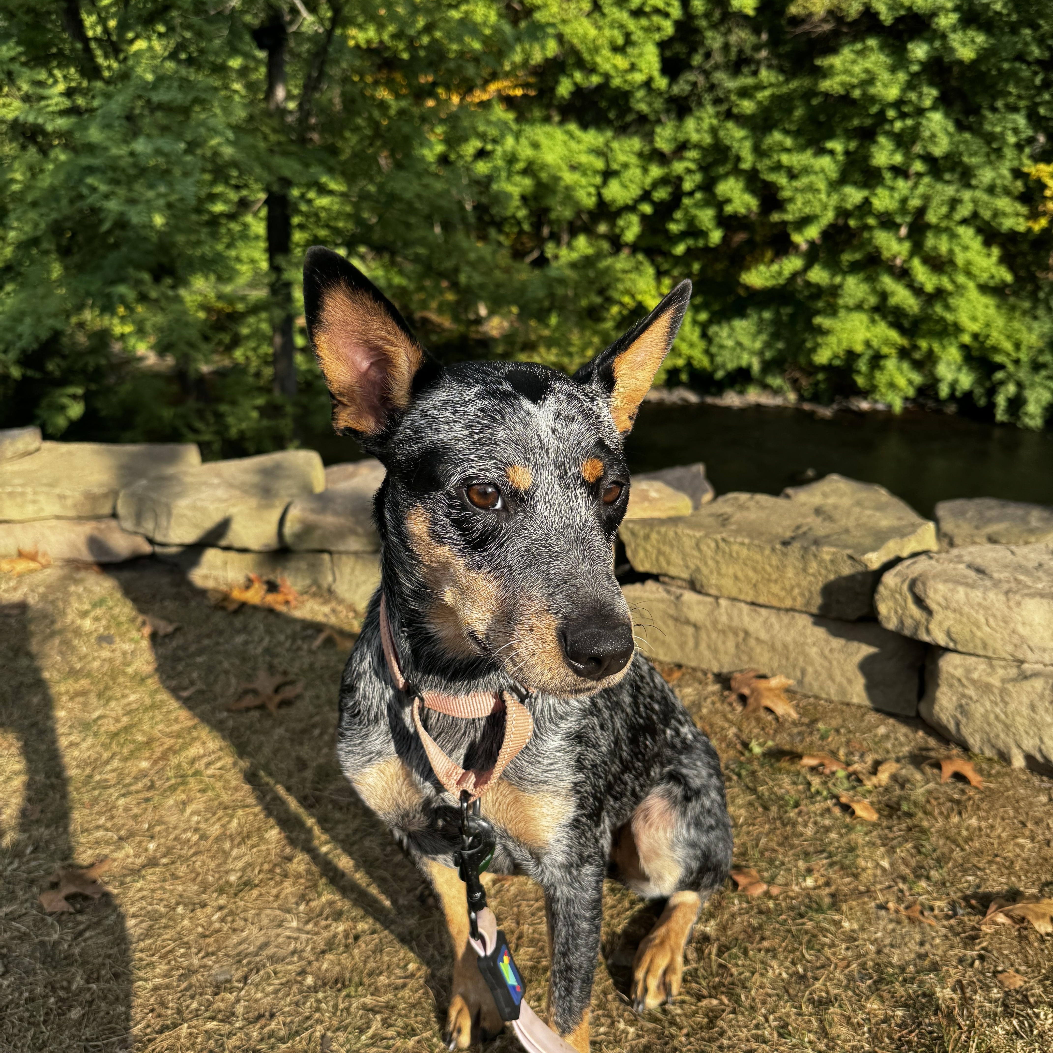 Nutmeg, a Adoptable Australian Cattle Dog / Blue Heeler in Belvidere, NJ image 4/4