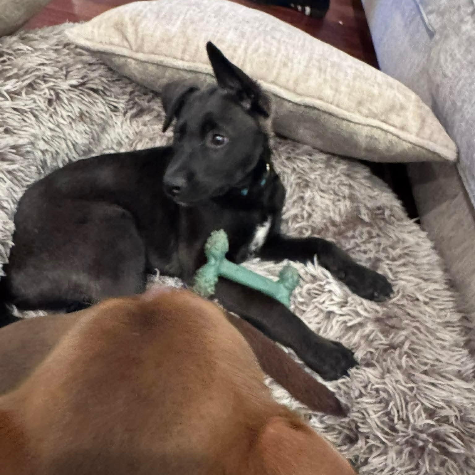 Enlarge Abby, an adopted mixed breed in Wando, SC image 6/6