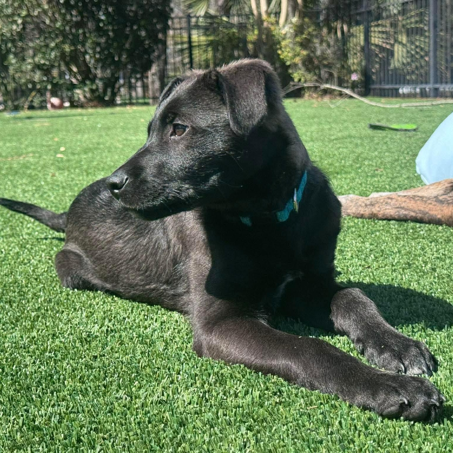 Enlarge Abby, an adopted mixed breed in Wando, SC image 2/6