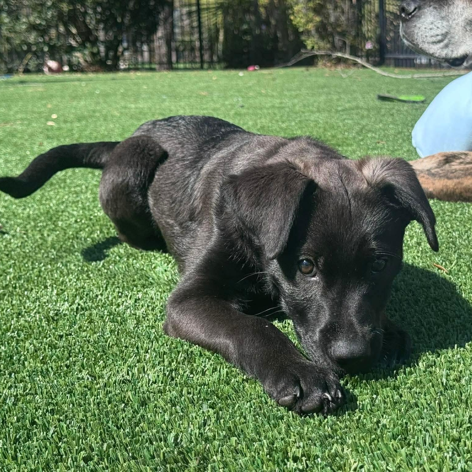 Enlarge Abby, an adopted mixed breed in Wando, SC image 4/6