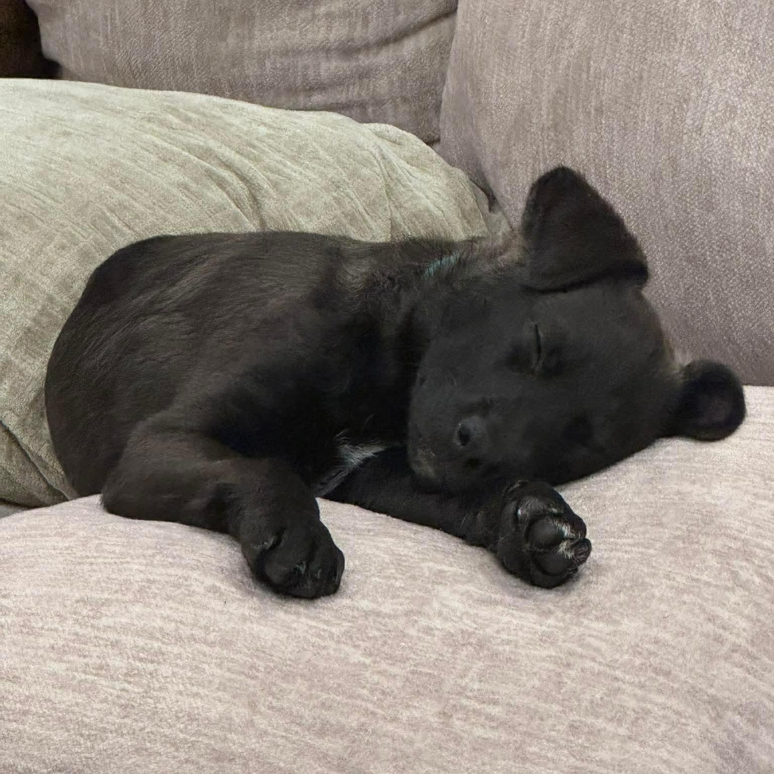 Enlarge Abby, an adopted mixed breed in Wando, SC image 5/6