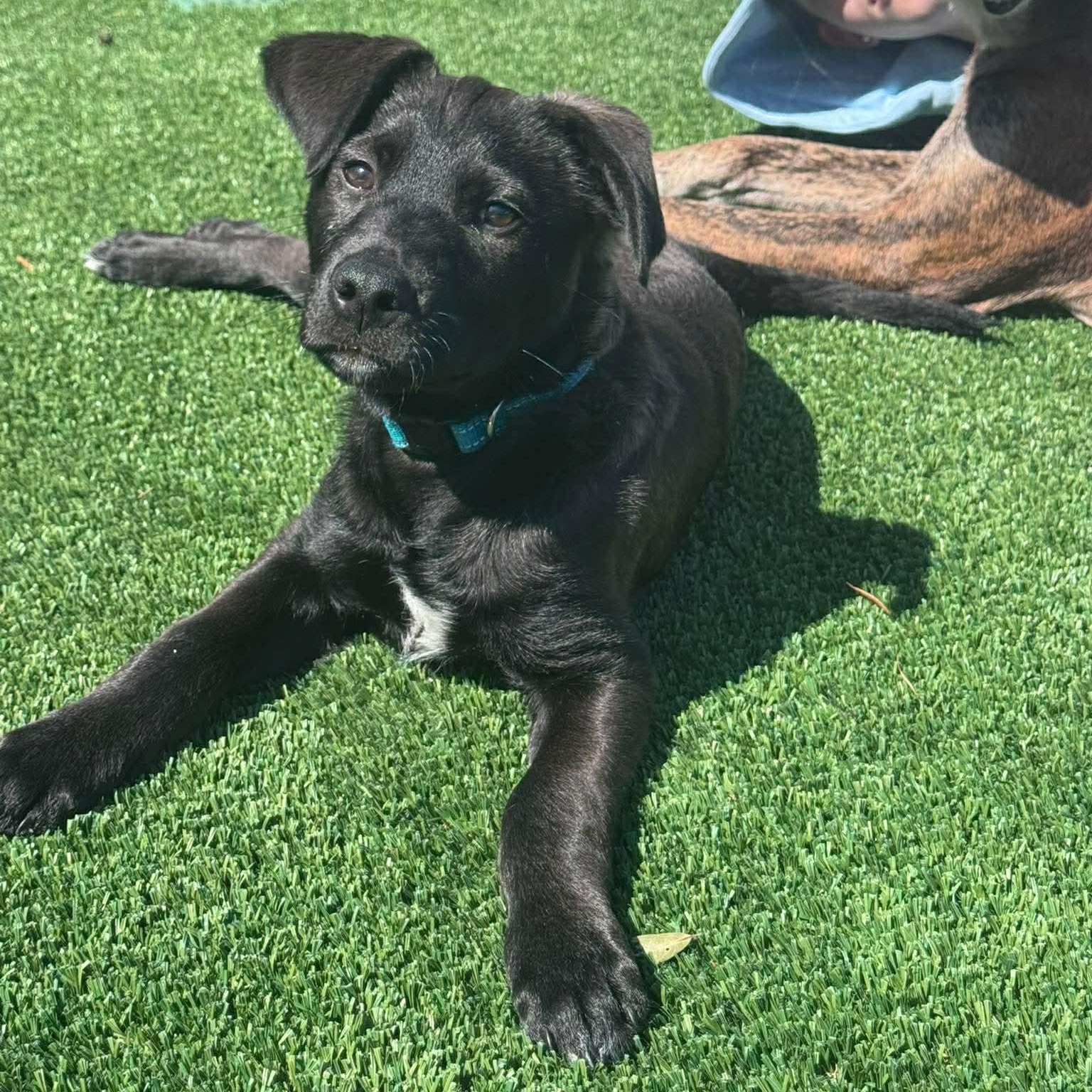 Enlarge Abby, an adopted mixed breed in Wando, SC image 3/6