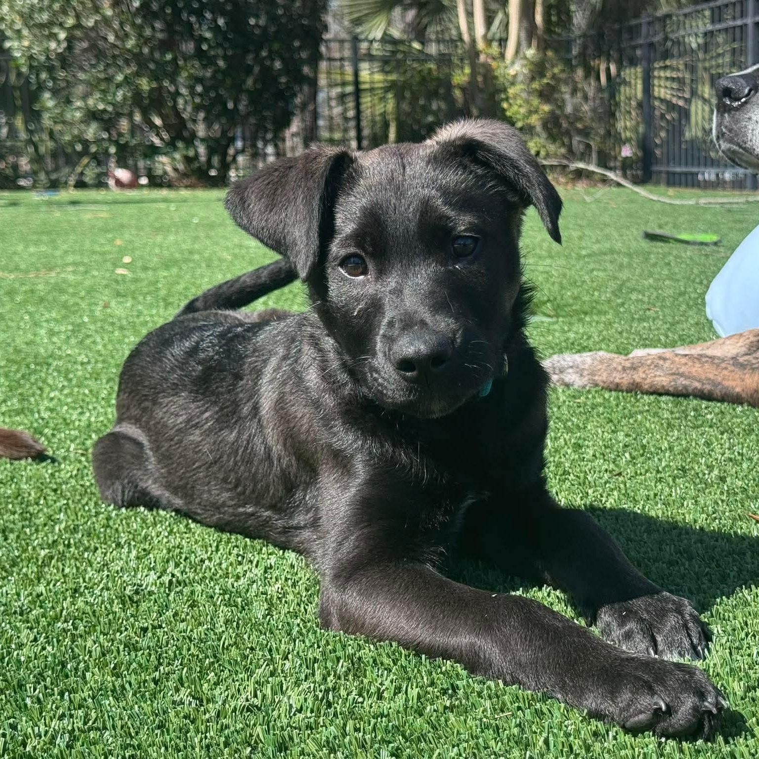 Abby, adopted, Puppy Female Labrador Retriever.