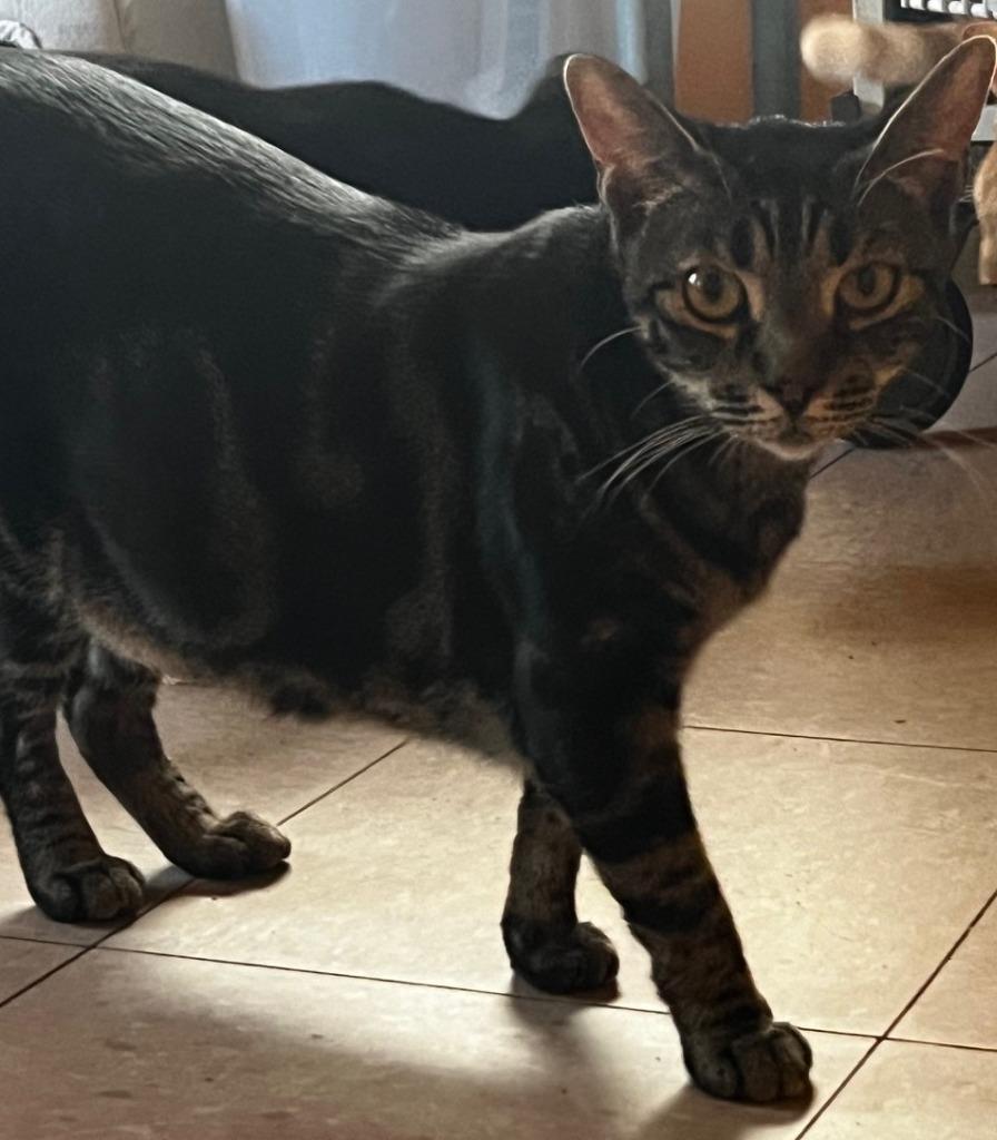 SIRRACHA, a Adoptable mixed breed in Marianna, FL image 2/3