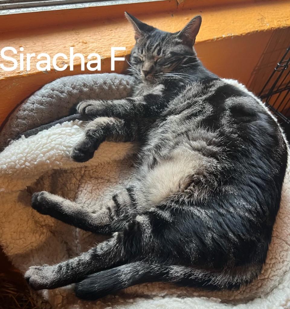 SRIRACHA, Adoptable, Young Female Domestic Short Hair.