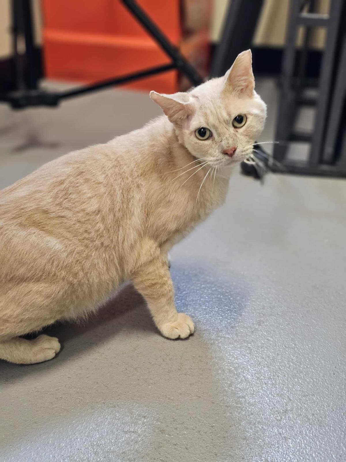 Stitch, Adoptable, Adult Male Domestic Short Hair.