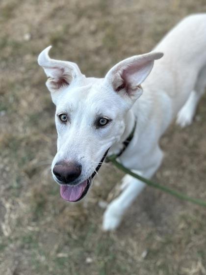 Raff, Adoptable, Puppy Male Beagle & Mixed Breed.