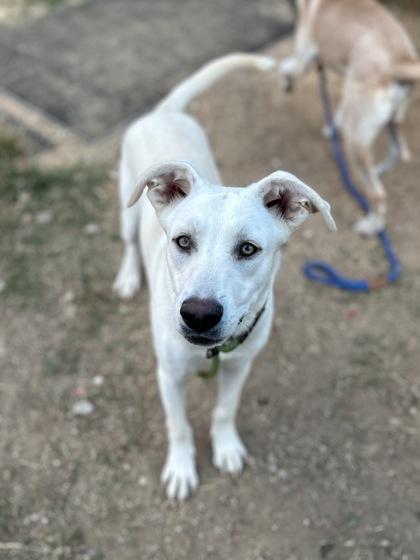 Raff, a Adoptable mixed breed in San Marcos, TX image 2/3