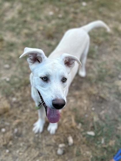 Raff, a Adoptable mixed breed in San Marcos, TX image 3/3