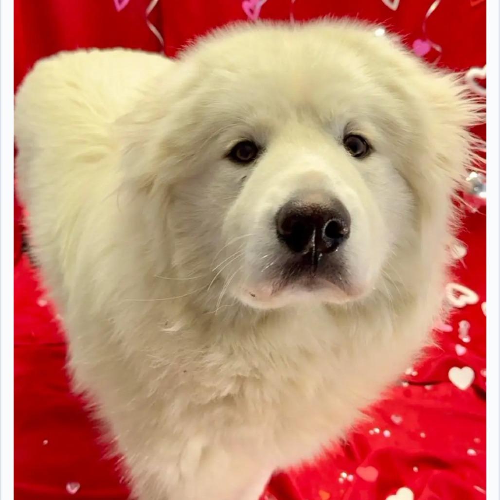 Enlarge Puffy, a Adoptable mixed breed in Southington, OH image 1/1