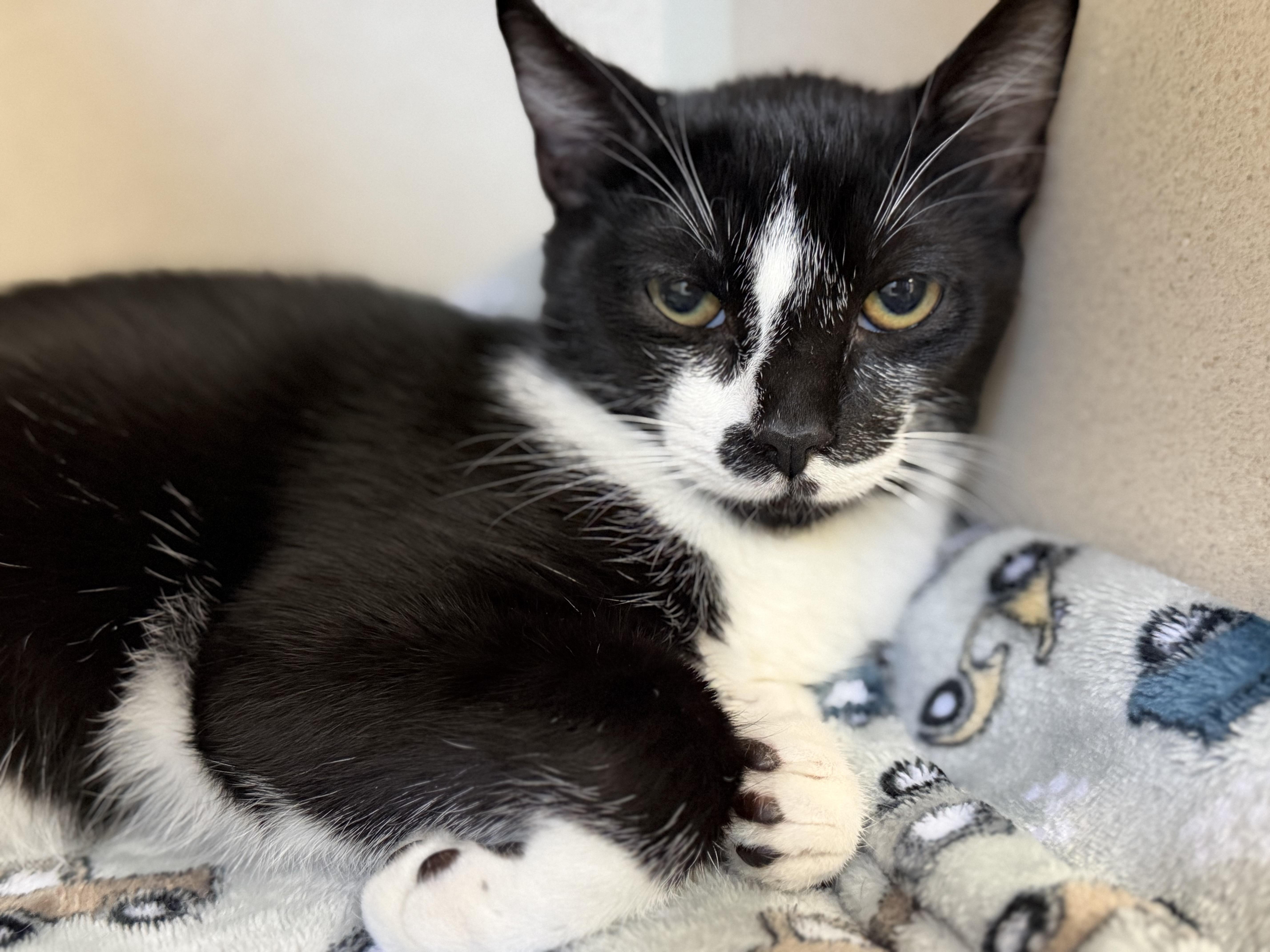 Enlarge Toniloli, a ADOPTABLE mixed breed in Salem, NH image 1/3