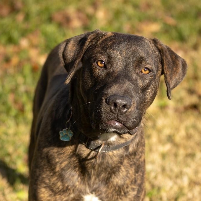 Odie Soft Hearted Gentle Giant