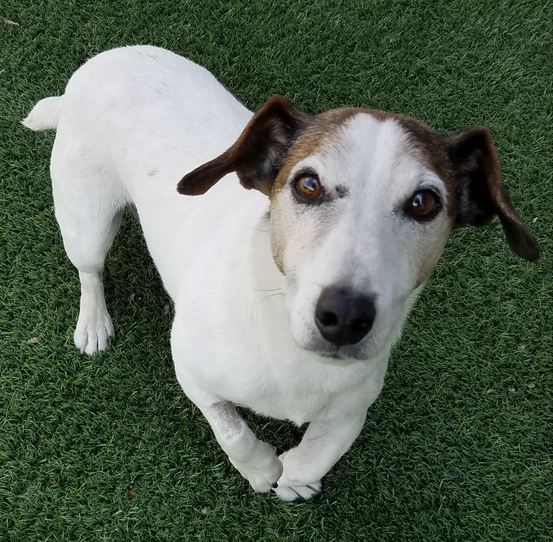 Sheldon, an adoptable Jack Russell Terrier in Boise, ID, 83701 | Photo Image 1