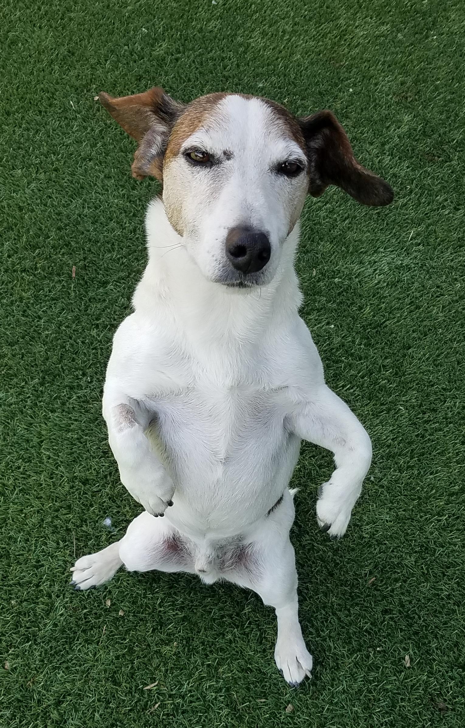 Sheldon, an adoptable Jack Russell Terrier in Boise, ID, 83701 | Photo Image 2