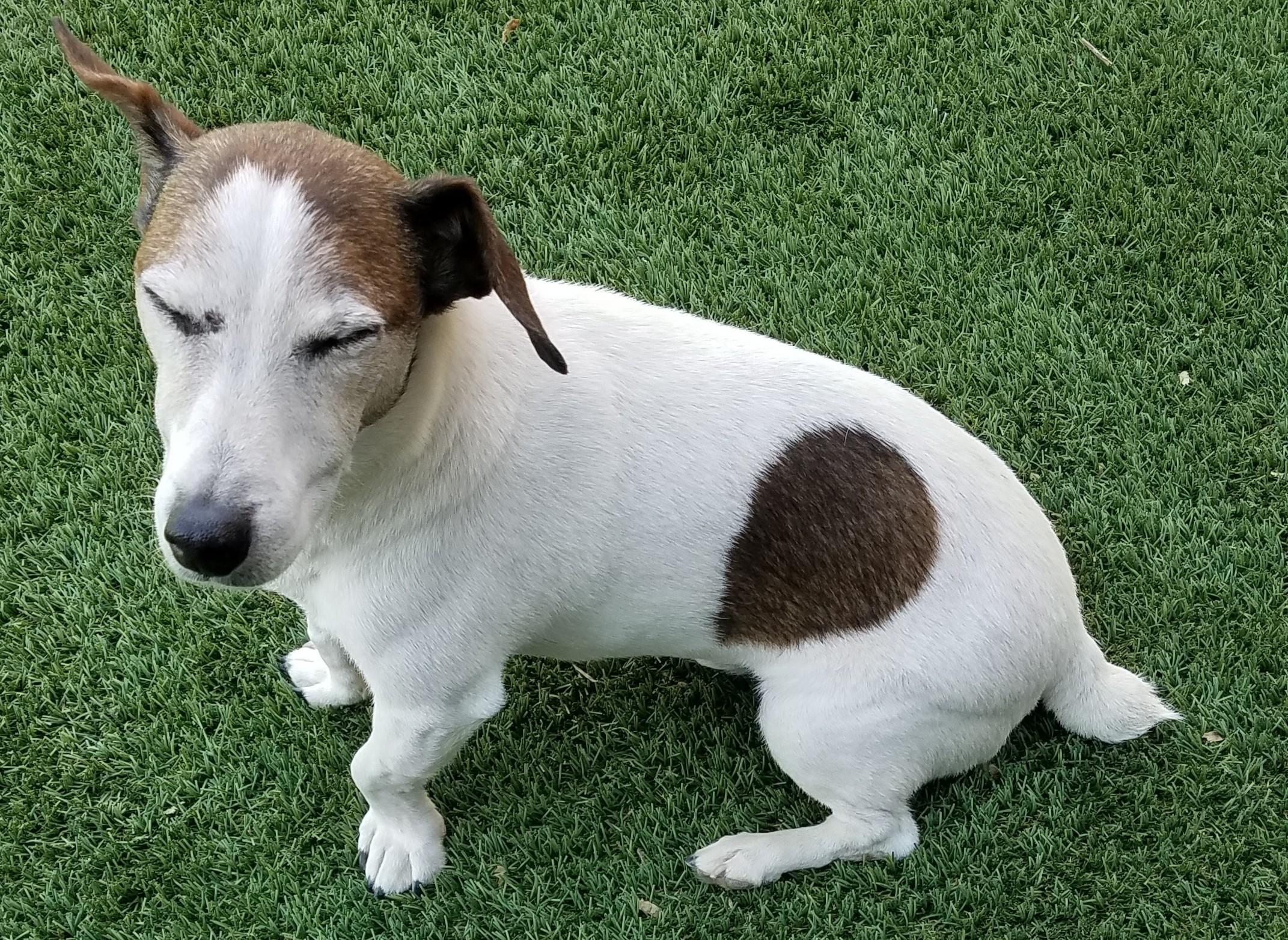 Sheldon, an adoptable Jack Russell Terrier in Boise, ID, 83701 | Photo Image 5