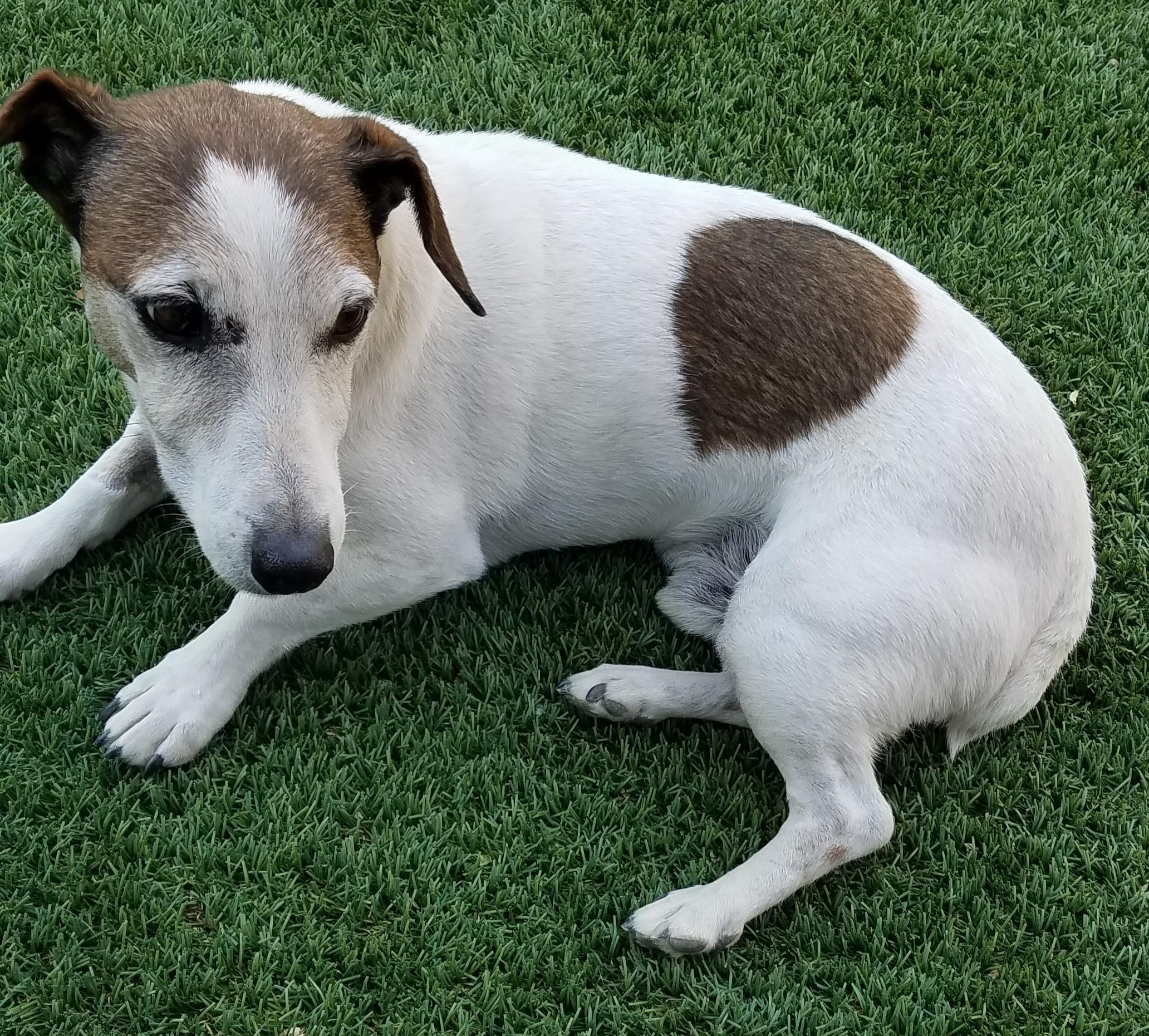 Sheldon, an adoptable Jack Russell Terrier in Boise, ID, 83701 | Photo Image 4