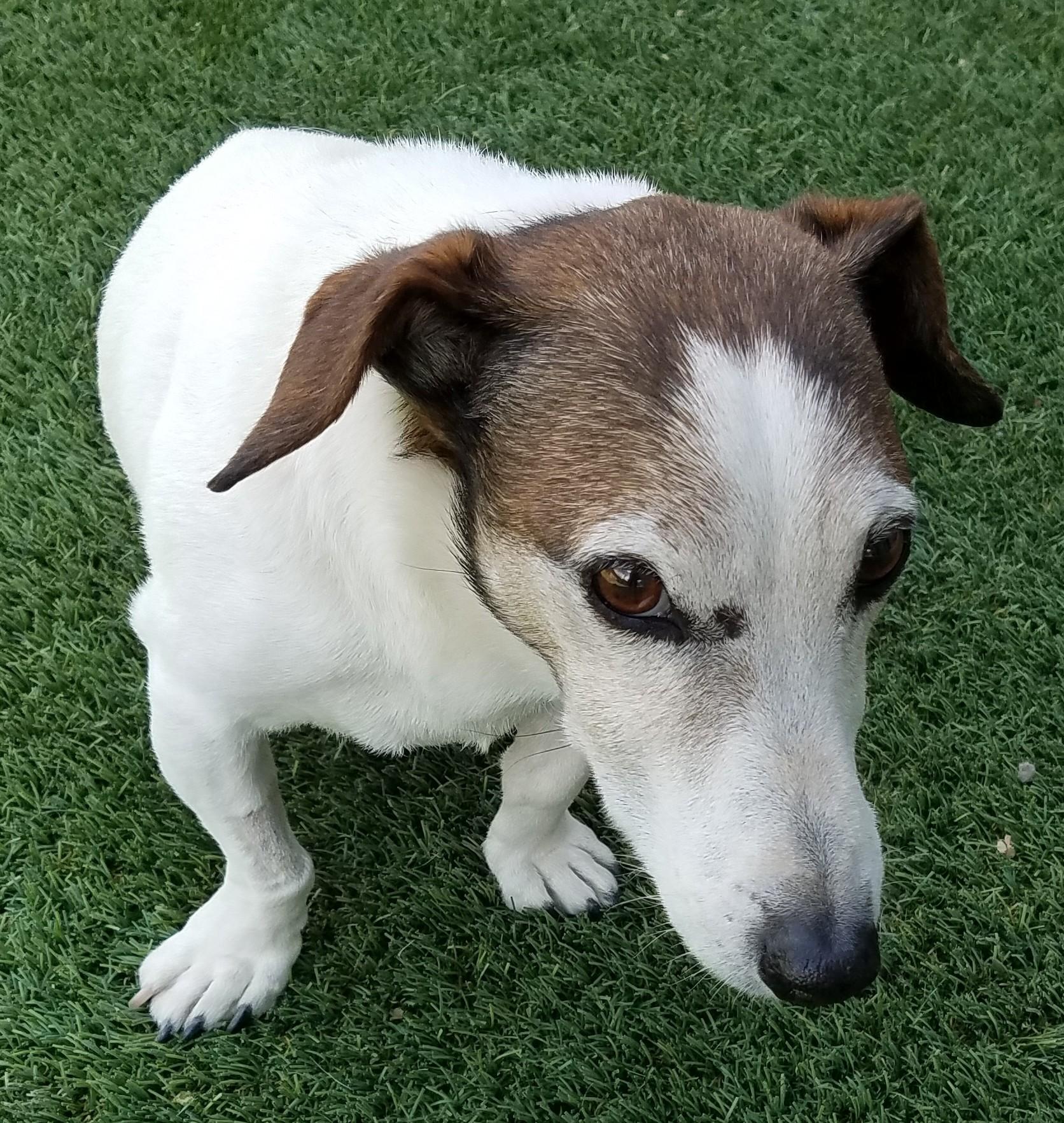 Sheldon, an adoptable Jack Russell Terrier in Boise, ID, 83701 | Photo Image 3