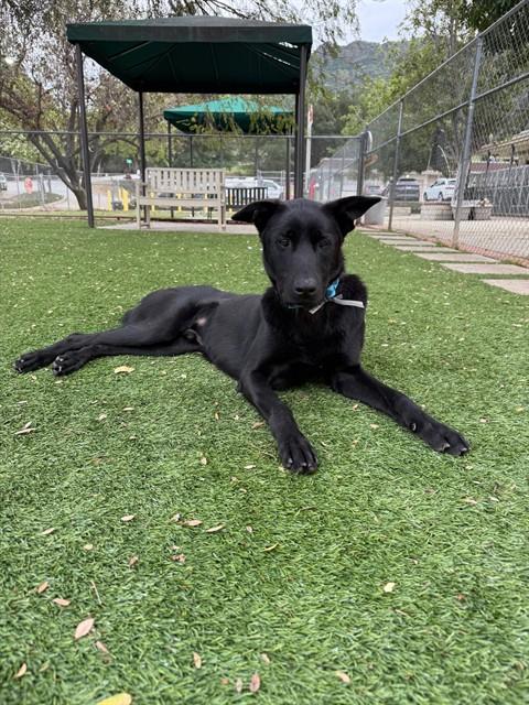 Enlarge PEYTON, a Adoptable mixed breed in Agoura, CA image 1/1