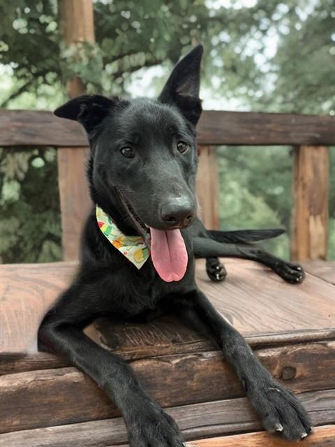PEYTON, Adoptable, Young Male Belgian Shepherd / Malinois & German Shepherd Dog.