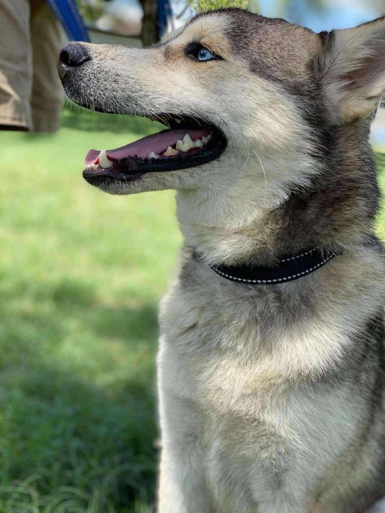 Coyote, an adoptable Siberian Husky in Calgary , AB, T3E 7G6 | Photo Image 3
