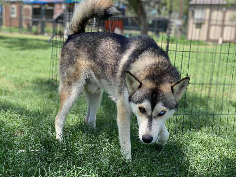 Coyote, an adoptable Siberian Husky in Calgary , AB, T3E 7G6 | Photo Image 2