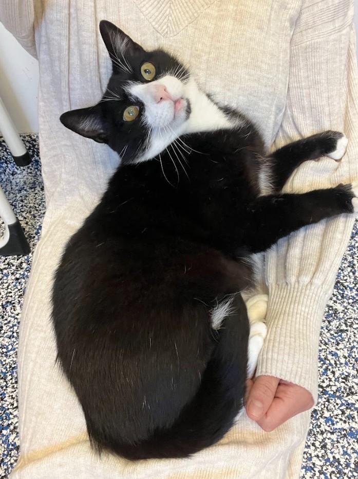 Puddles, an adoptable Domestic Short Hair in St Stephen, NB, E3L 2X2 | Photo Image 2