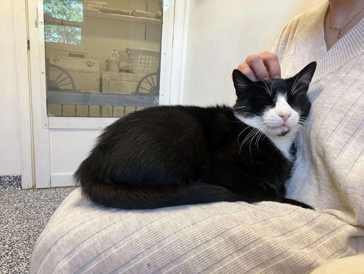 Puddles, an adoptable Domestic Short Hair in St Stephen, NB, E3L 2X2 | Photo Image 3