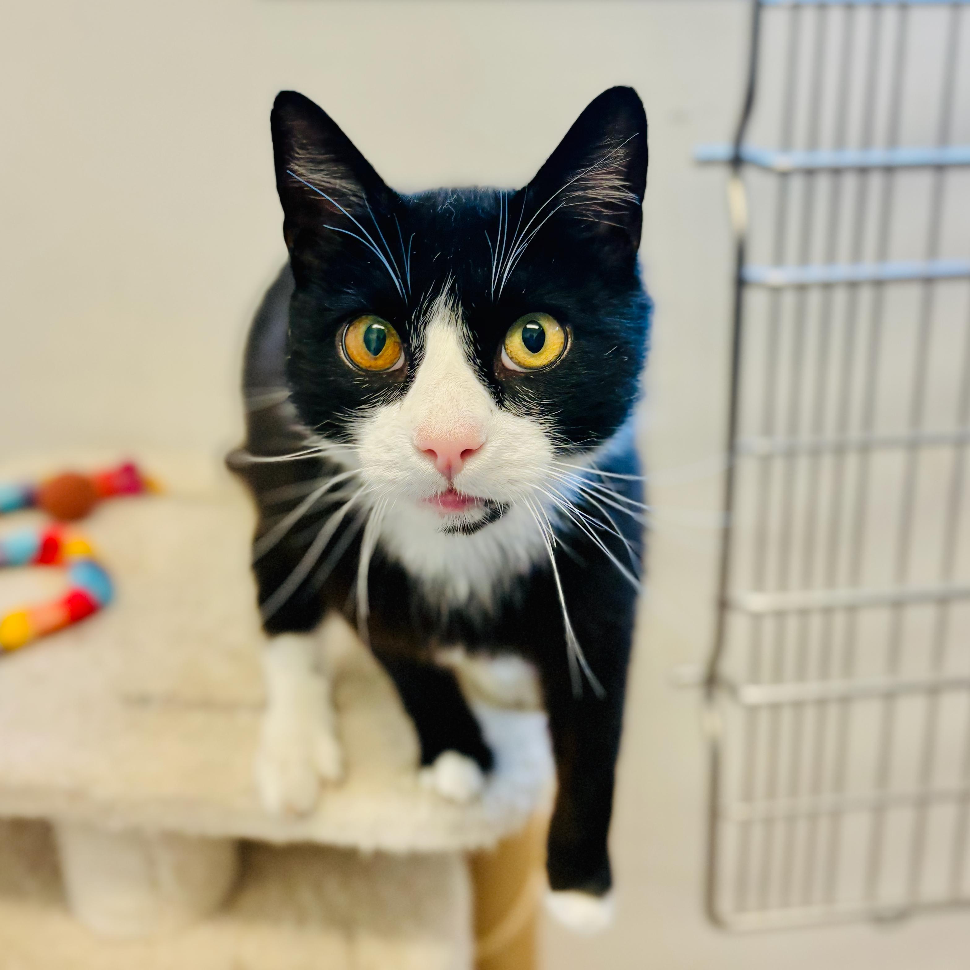 Puddles, Adult Male Domestic Short Hair