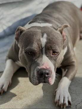 Titi, Adoptable, Adult Female American Staffordshire Terrier & Pit Bull Terrier.