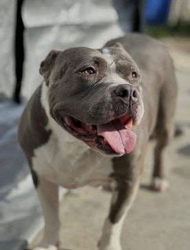 Enlarge Titi, a Adoptable mixed breed in Union Beach, NJ image 2/2
