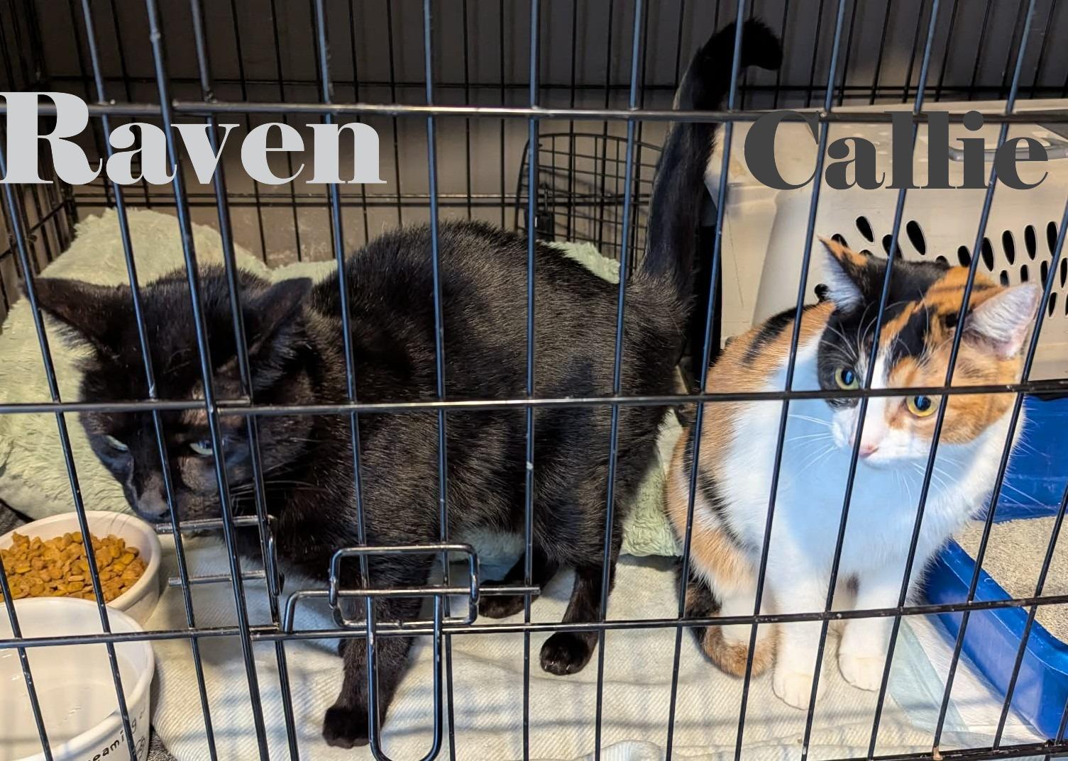 Raven & Callie, ADOPTABLE, Adult Female Domestic Short Hair.
