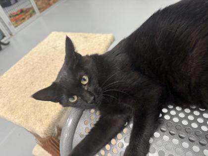 Romanda, Adoptable, Adult Female Domestic Short Hair & Domestic Short Hair.