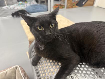 Enlarge Romanda, a Adoptable mixed breed in Washington, IA image 2/3