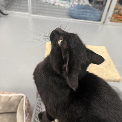 Enlarge Romanda, a Adoptable mixed breed in Washington, IA image 3/3