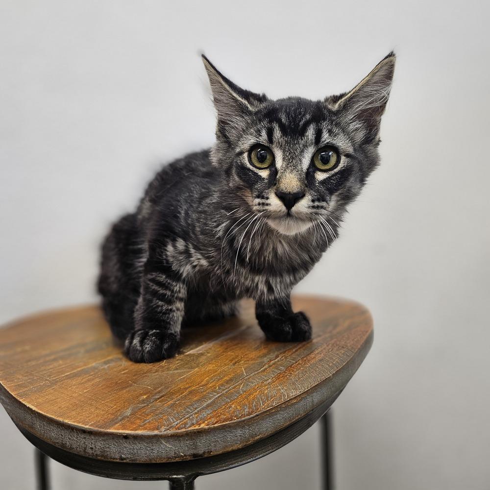 Enlarge Wednesday, a Adoptable mixed breed in Spokane , WA image 1/1