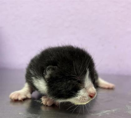 Enlarge 61776537, a Adoptable mixed breed in El Paso, TX image 1/1