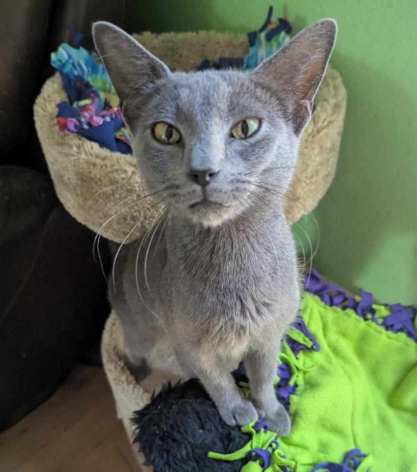 KIRA - BEAUTIFUL SWEETHEART MAMA CAT RESCUED FROM KILL SHELTER, Young Female Russian Blue