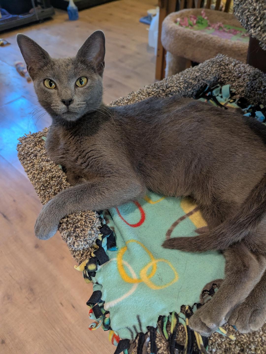 KIRA - BEAUTIFUL SWEETHEART MAMA CAT RESCUED FROM KILL SHELTER photo 6