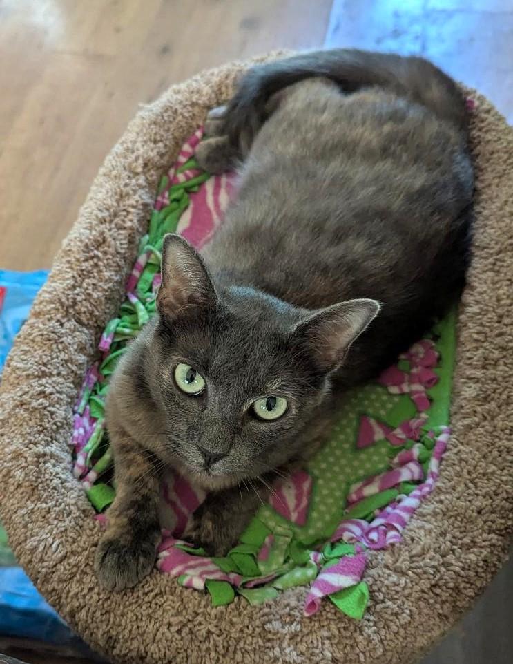 KIRA - BEAUTIFUL SWEETHEART MAMA CAT RESCUED FROM KILL SHELTER photo 4