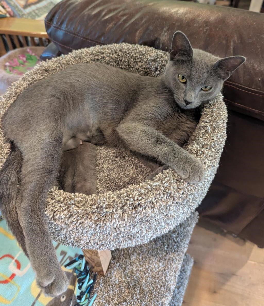 KIRA - BEAUTIFUL SWEETHEART MAMA CAT RESCUED FROM KILL SHELTER photo 5