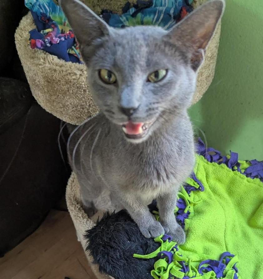 KIRA - BEAUTIFUL SWEETHEART MAMA CAT RESCUED FROM KILL SHELTER photo 3