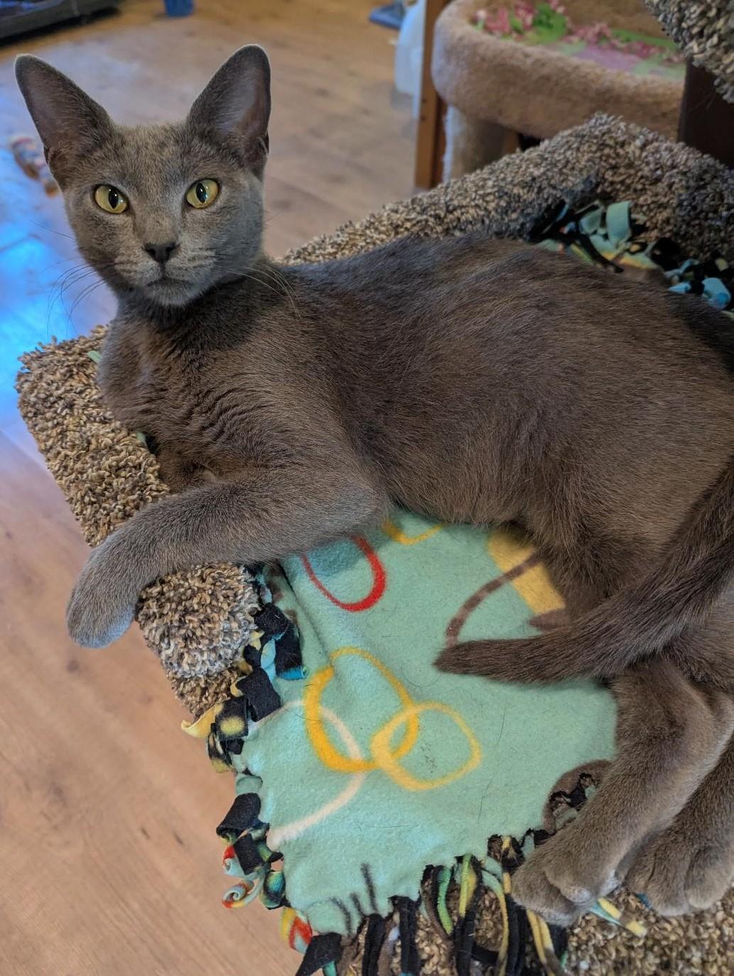 KIRA - BEAUTIFUL SWEETHEART MAMA CAT RESCUED FROM KILL SHELTER photo 2