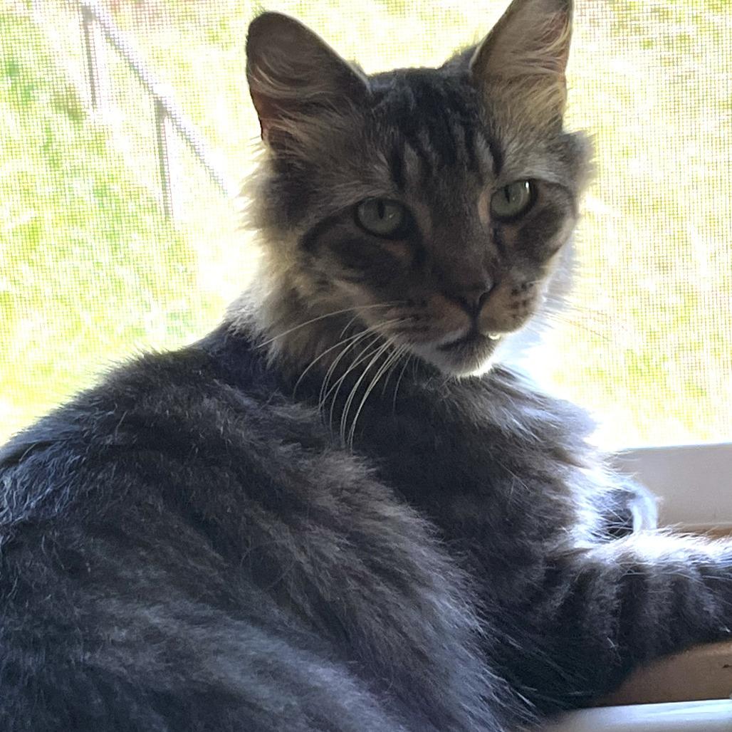 Ringo, Adoptable, Adult Male Domestic Medium Hair.